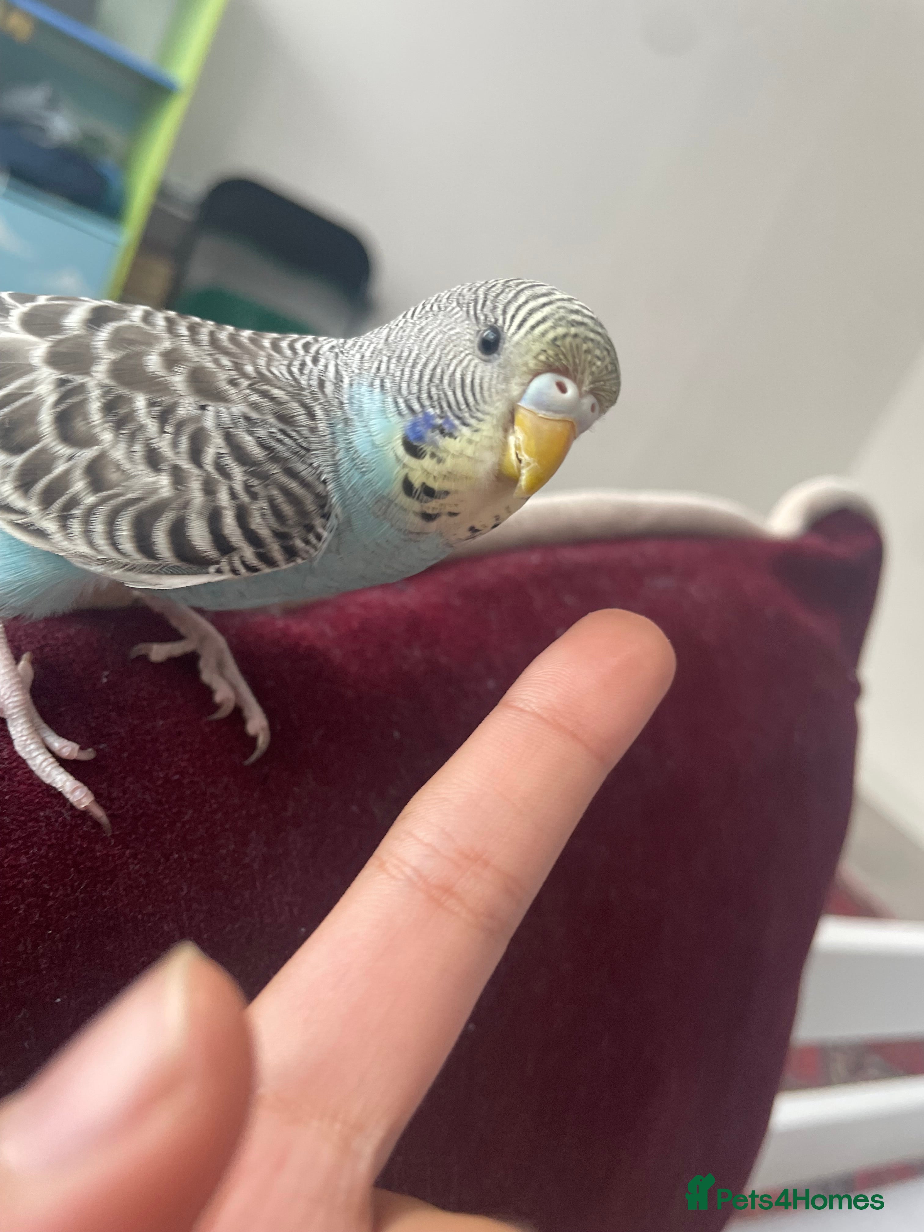 Budgerigars birds Baby Budgie - Advert 10