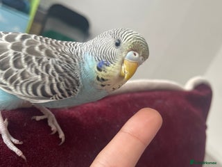 Budgerigars birds Baby Budgie - Advert 3