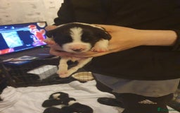 Mixed Breed dogs for sale: Border collie and springerdor puppies - Image 11