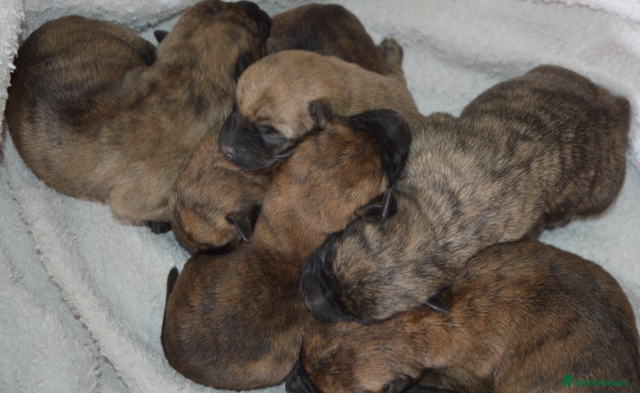 Cairn Terrier dogs GORGEOUS CAIRN TERRIER PUPPYS - Advert 1