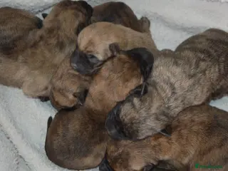 Cairn Terrier dogs GORGEOUS CAIRN TERRIER PUPPYS - Advert 1