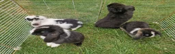 Mini Lop rabbits for sale: Mini Lops Ready Now - Advert 12