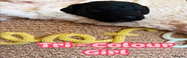 Tri- colour with white chin 