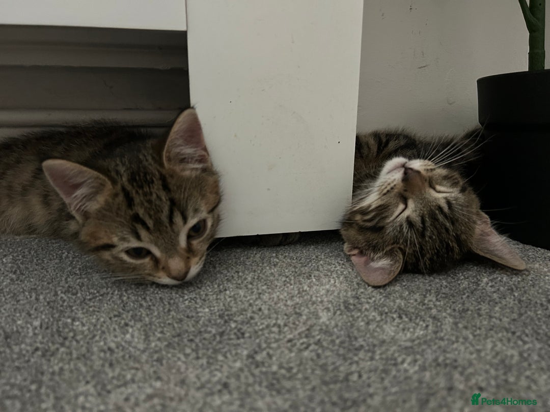 Mixed Breed cats for sale: REDUCED & READY NOW BSH x Tabby kittens  - Image 3