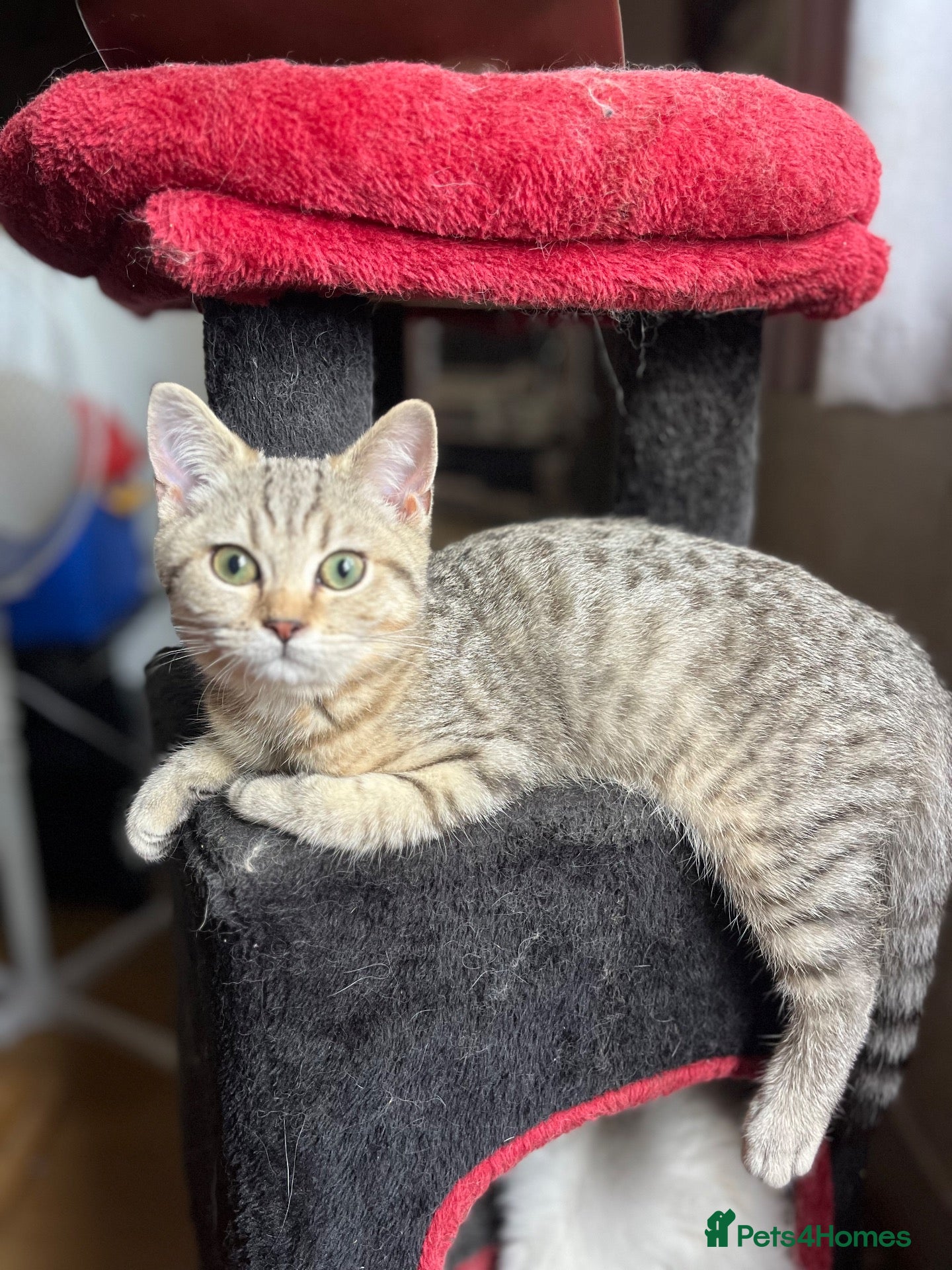 British Shorthair cats Gccf British Shorthair kitten ready now  - Advert 15