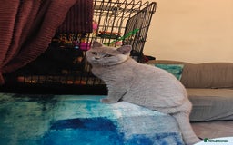 British Shorthair cats for sale: Adorable Purebred Lilac British Shorthair Kitten  - Image 4
