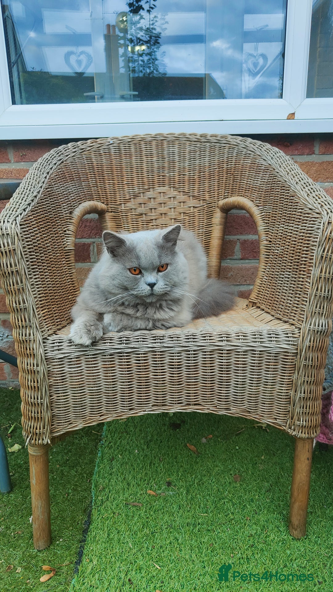British Longhair cats for stud:  Exclusive British Blue Stud –  Friendly - Image 2