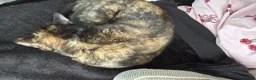 Mixed Breed cats for sale: Doja Cat - Rehoming Required - Advert 8