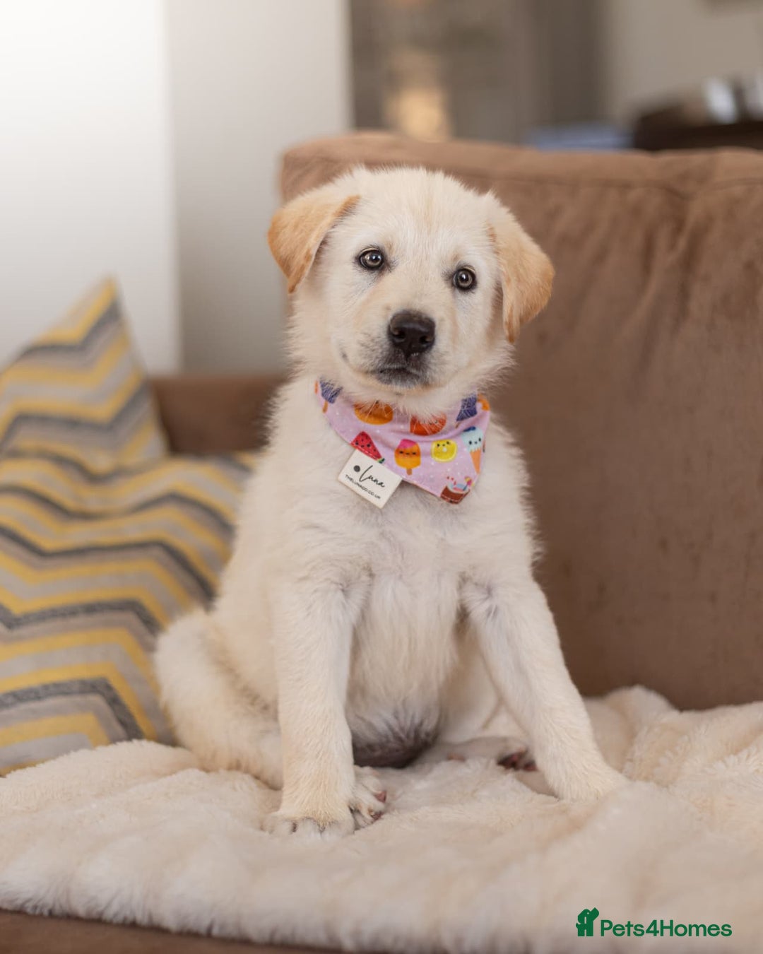 Mixed Breed dogs for adoption: Cuddly Crumble - Image 1
