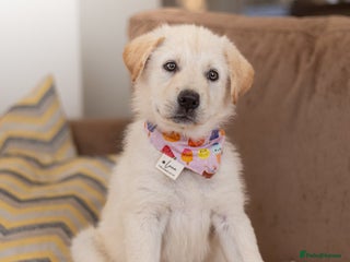 Mixed Breed dogs - Advert 16