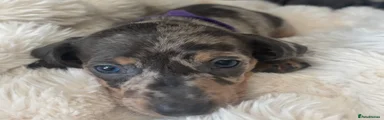 Miniature Dachshund 3