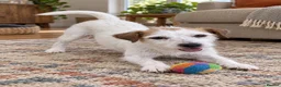 Parson Russell dogs for sale: 2 year old female parson - Advert 3