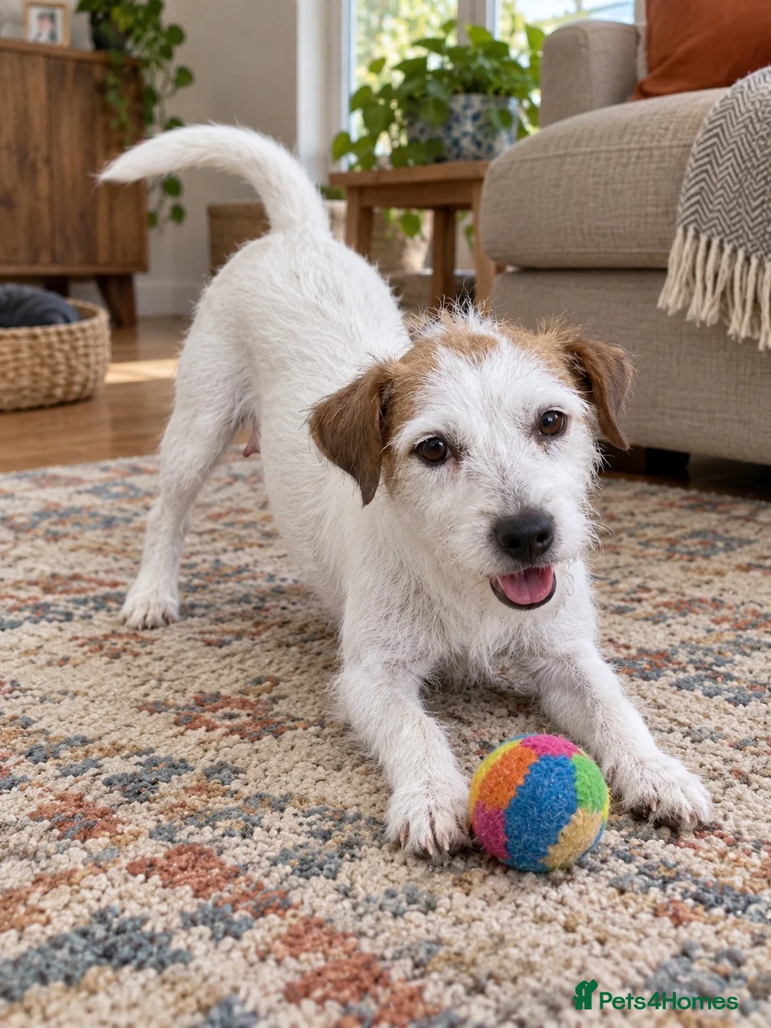 Parson Russell dogs for sale: 2 year old female parson - Advert 3