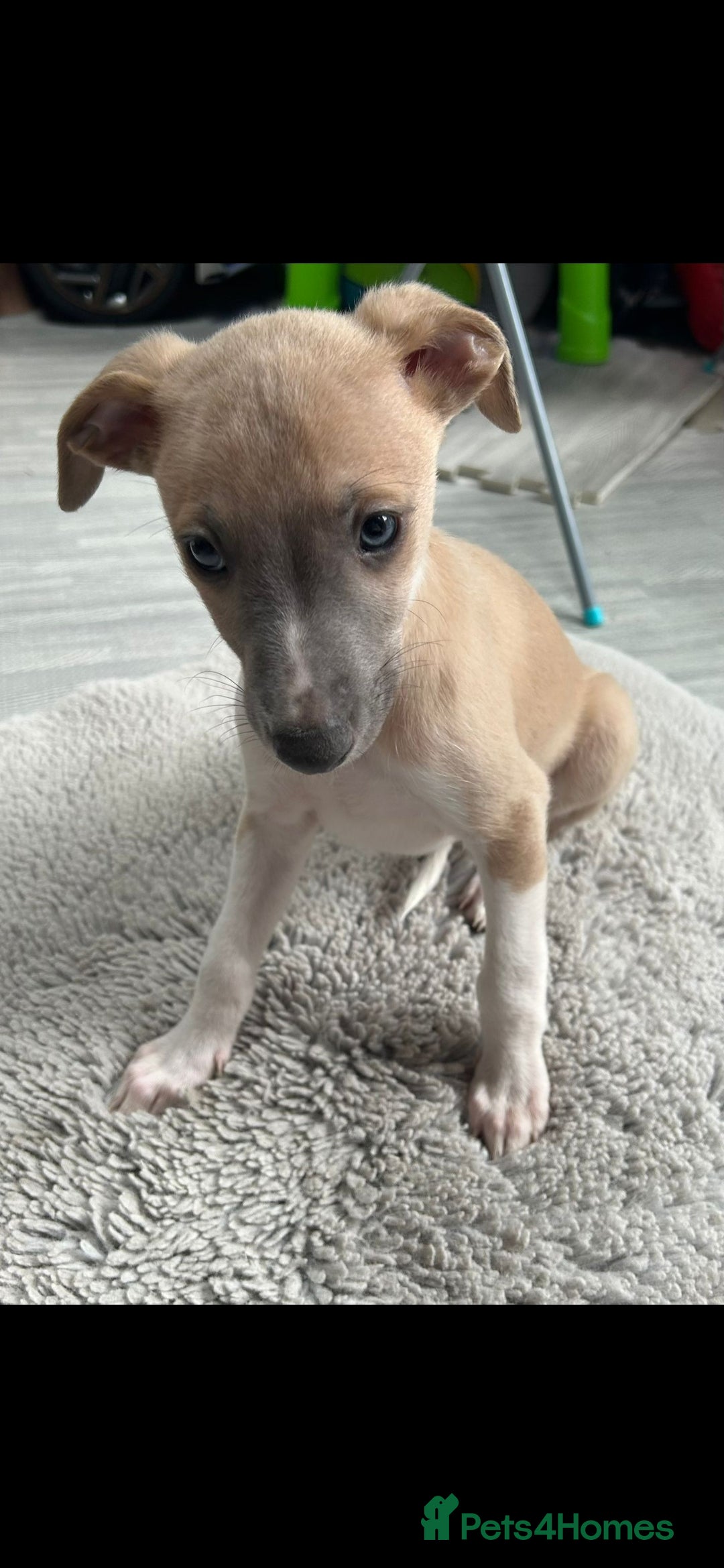 Whippet dogs for sale: Full kc registered whippets  - Image 13