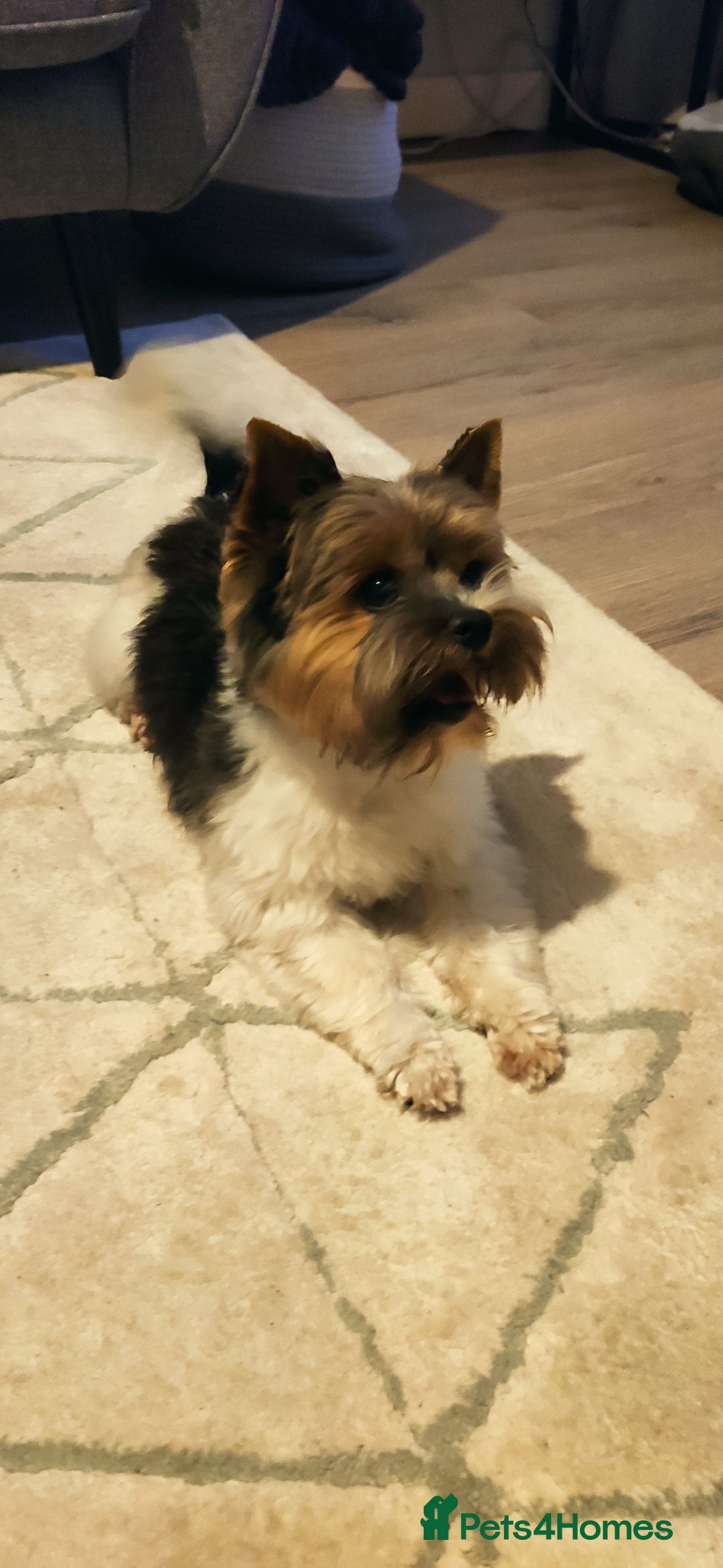 Yorkshire Terrier dogs for stud: Yorkshire terrier for stud in Weston-super-Mare - Advert 6