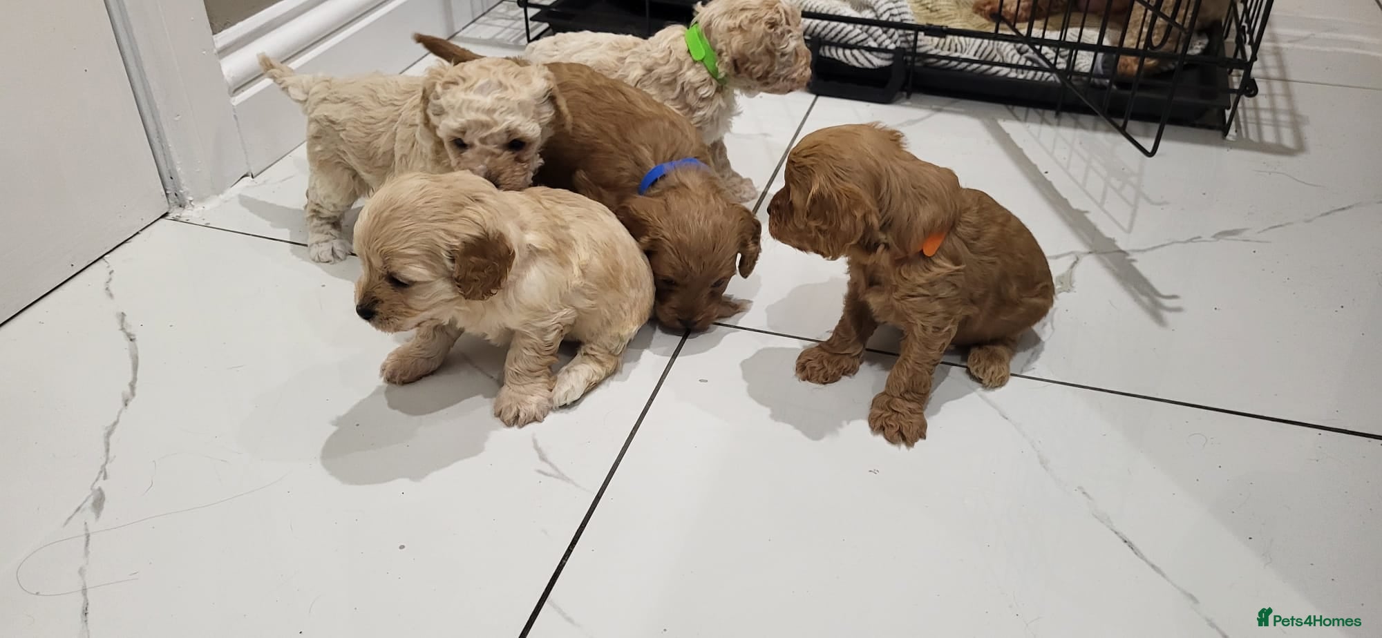 Cavapoo dogs 5 beautiful F1B Cavapoo puppies  - Advert 2