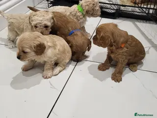 Cavapoo dogs 5 beautiful F1B Cavapoo puppies - Advert 2