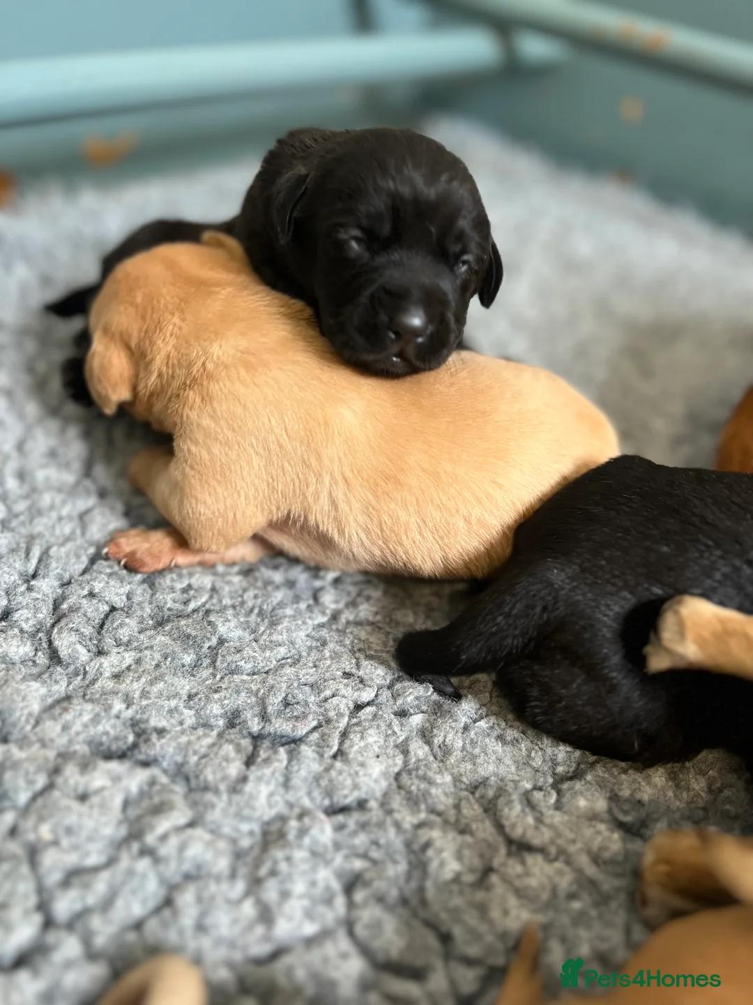 Labrador Retriever dogs for sale: KC REGISTERED LABRADOR RETRIEVER PUPPIES  - Advert 8