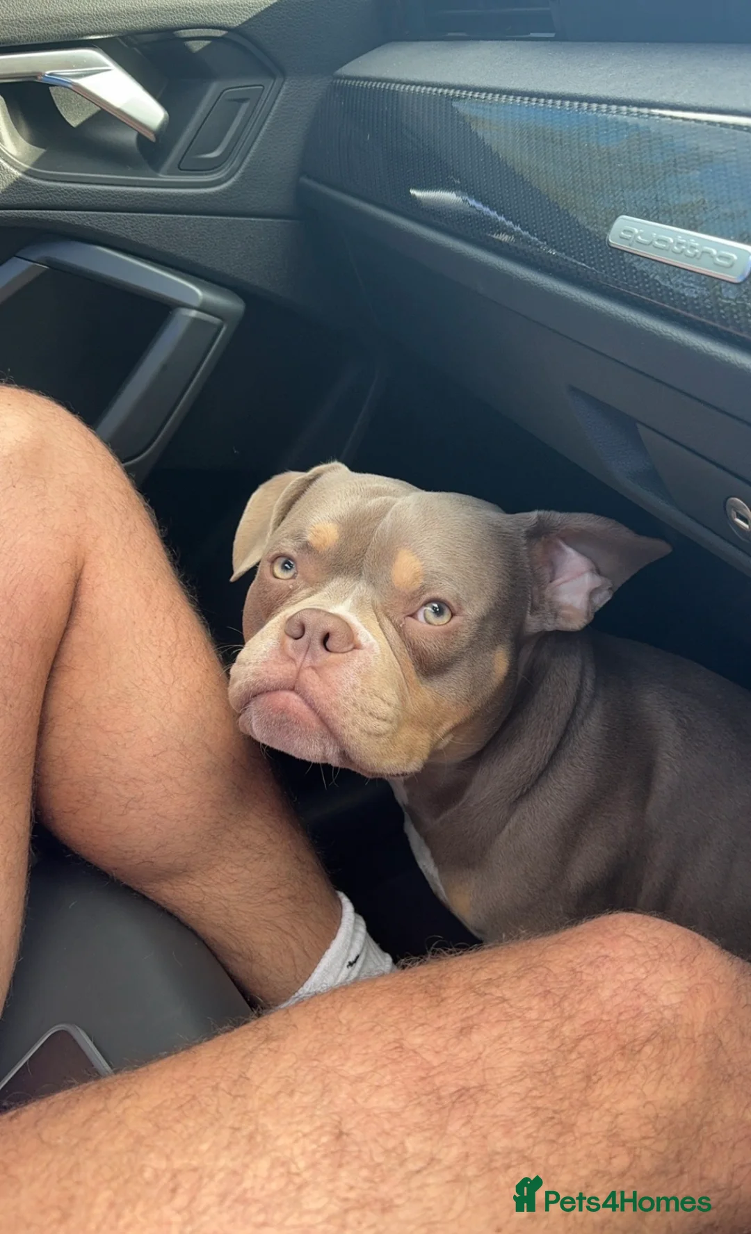 American Bully dogs for stud: American Pocket bully tri lilac  - Advert 4