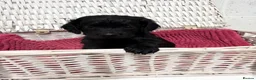 Cockapoo dogs for sale: Stunning Cockapoo Puppies - Only 2 Puppies Left  - Advert 5