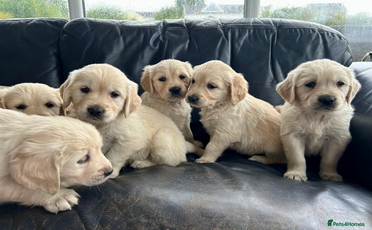 Golden Retriever dogs - Advert 1