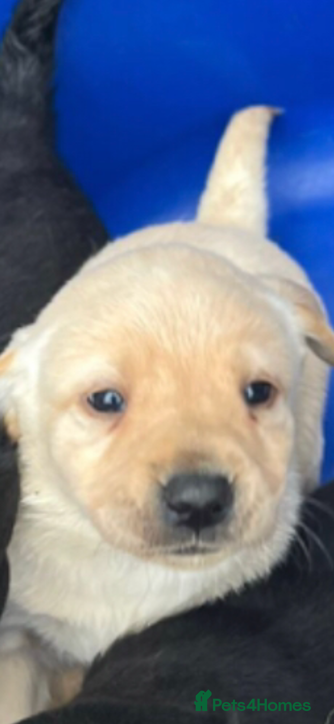 Labrador Retriever dogs for sale: Labrador puppies for sale - Image 7