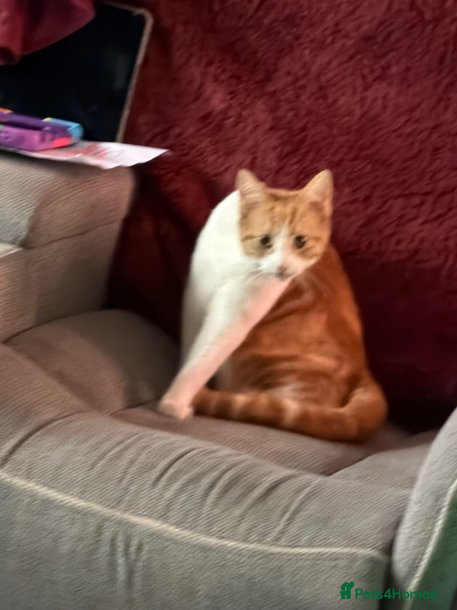 Domestic Shorthair cats 1 year old ginger female  - Advert 6