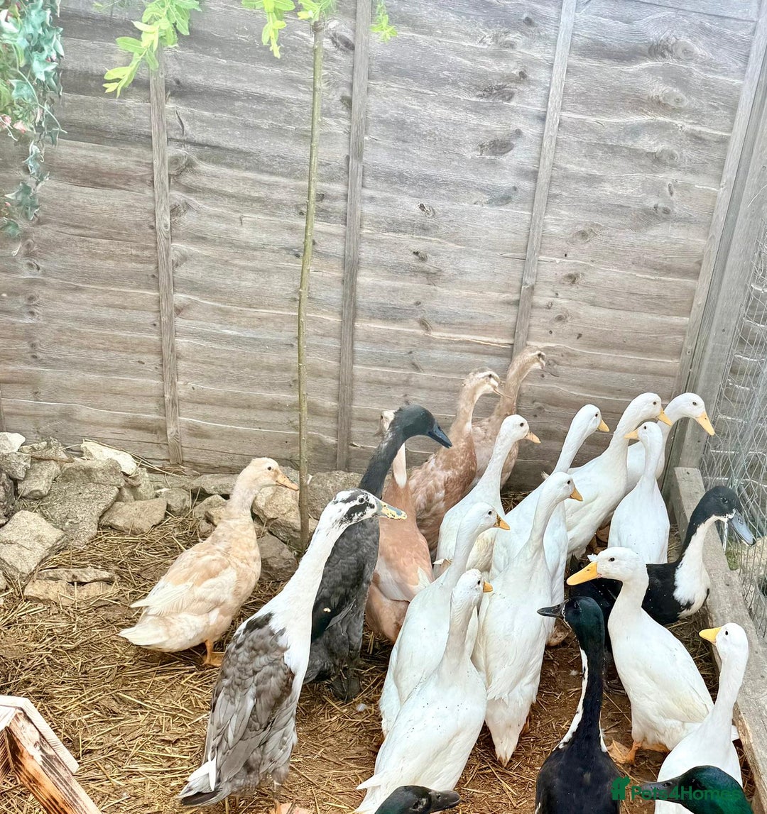 Ducks poultry for sale: Cherry Valley Ducks - READY NOW - Image 7