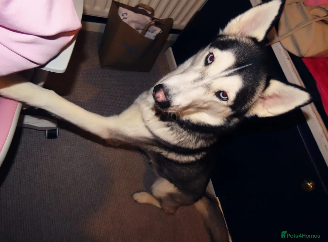 Utonagan dogs for sale: Strong Breed Puppies  Husky/Alaskan Malamute in Wrexham - Advert 2