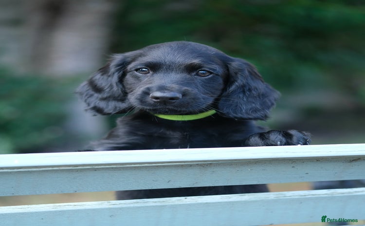 Cocker Spaniel dogs - Advert 6