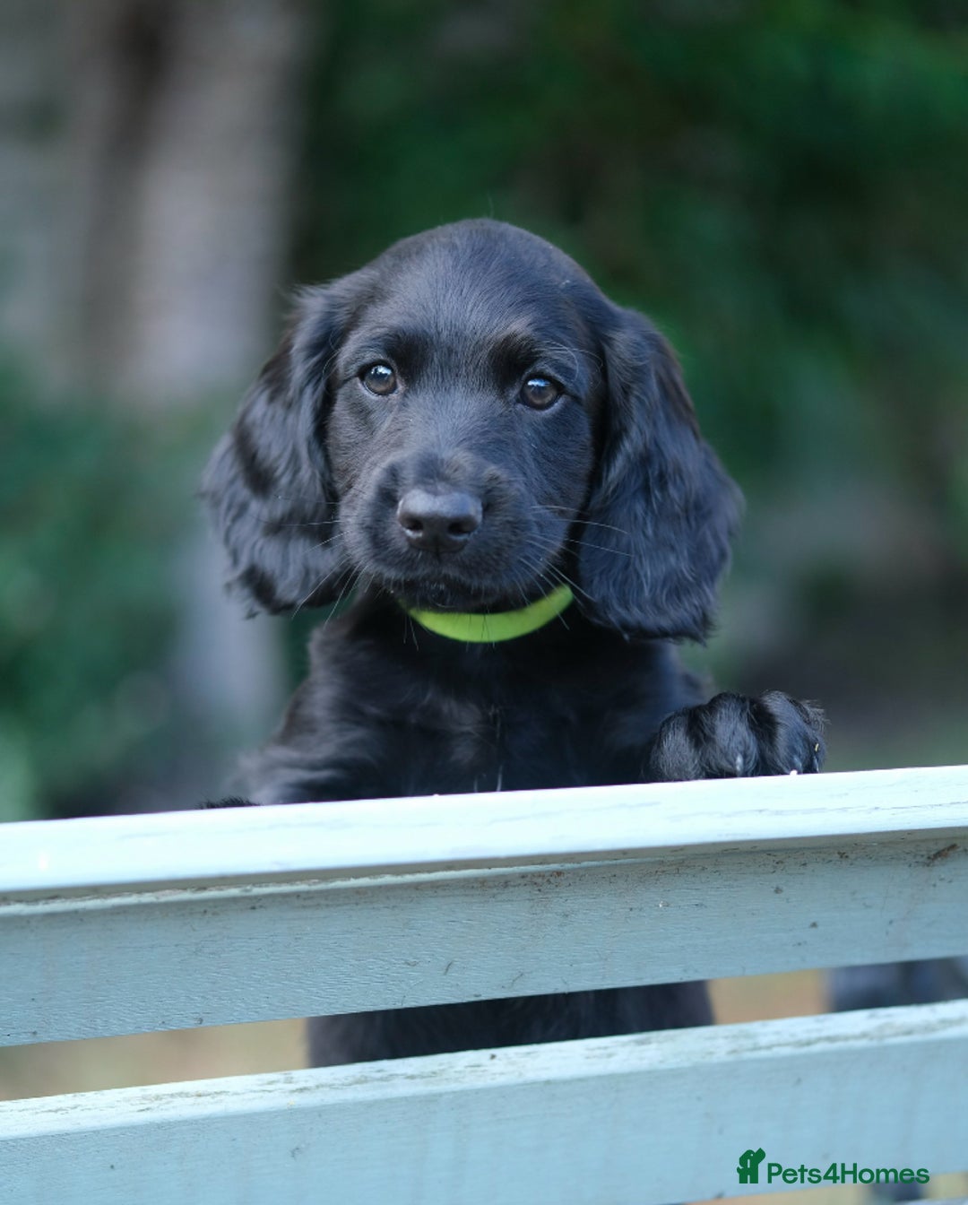Cocker Spaniel dogs for sale: KC Registered Cocker Spaniel Puppies - Image 7