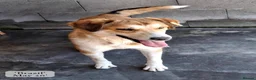 Mixed Breed dogs for adoption: Brazil, 5-6 yrs old. Available for adoption. in Brixham - Advert 2