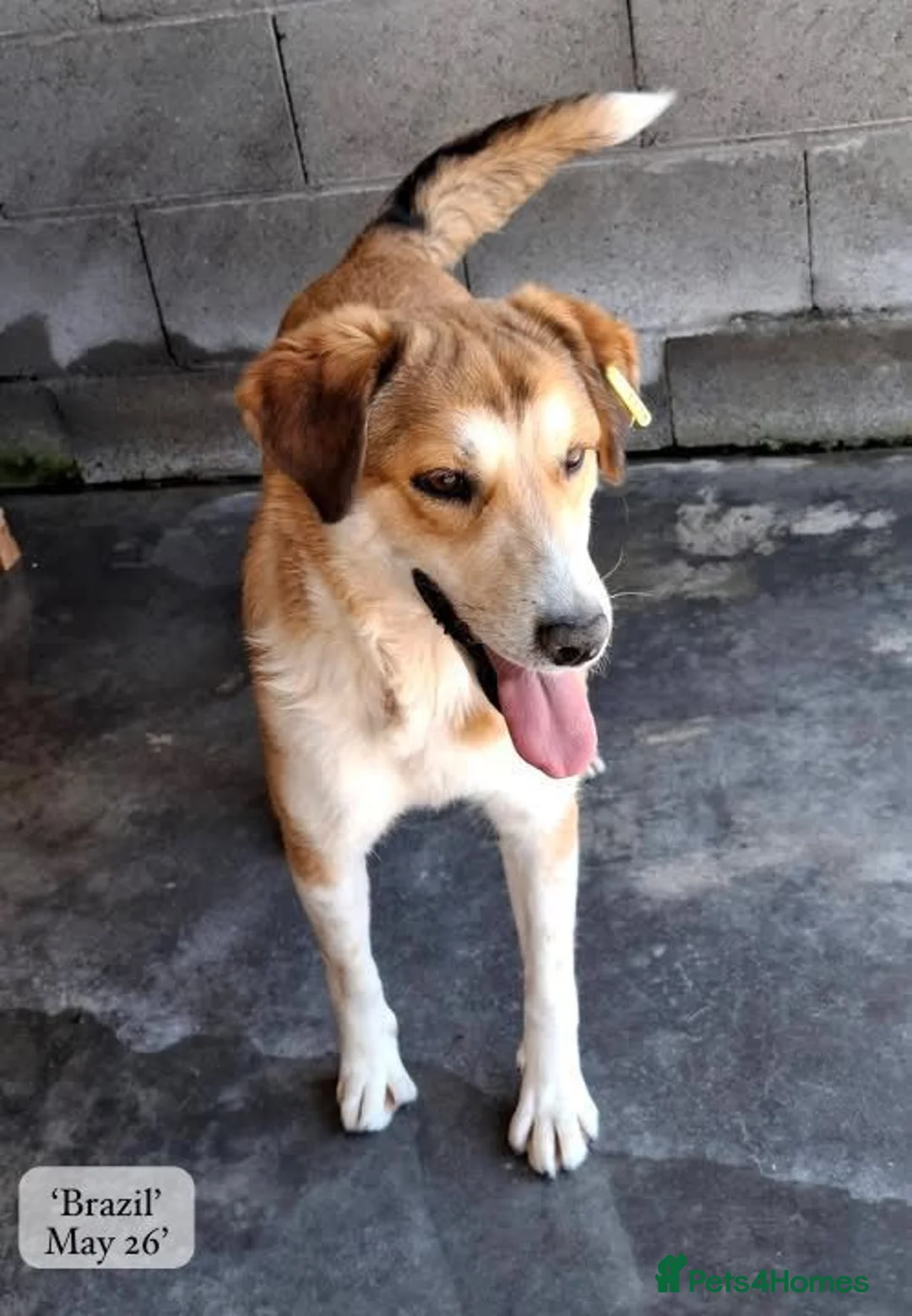 Mixed Breed dogs for adoption: Brazil, 5-6 yrs old. Available for adoption. in Brixham - Advert 2