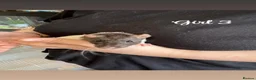 Rat rodents for sale: Baby rats  in Trowbridge - Advert 24