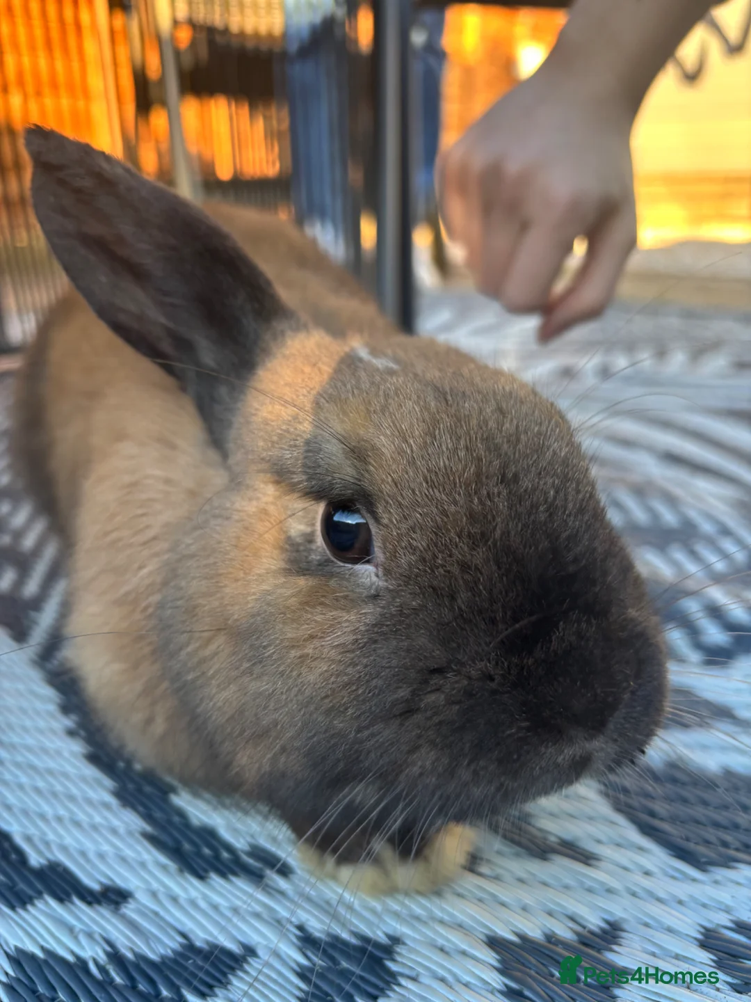 Mixed Breed rabbits for sale: 6 month old Rabbits for sale, Boy & Girl - Advert 2