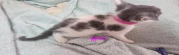 Mixed Breed cats for sale: Beautiful grey and white kittens  - Advert 14