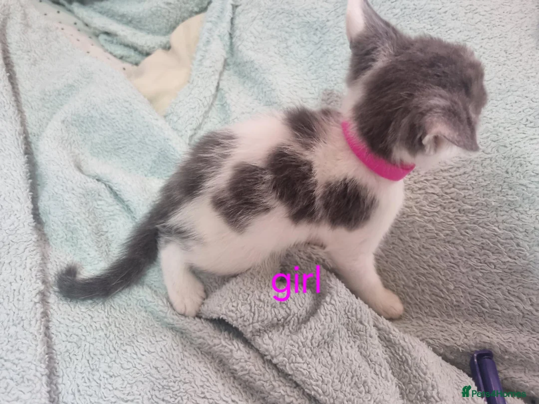 Mixed Breed cats for sale: Beautiful grey and white kittens  - Advert 14