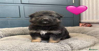 German Shepherd dogs - Advert 1