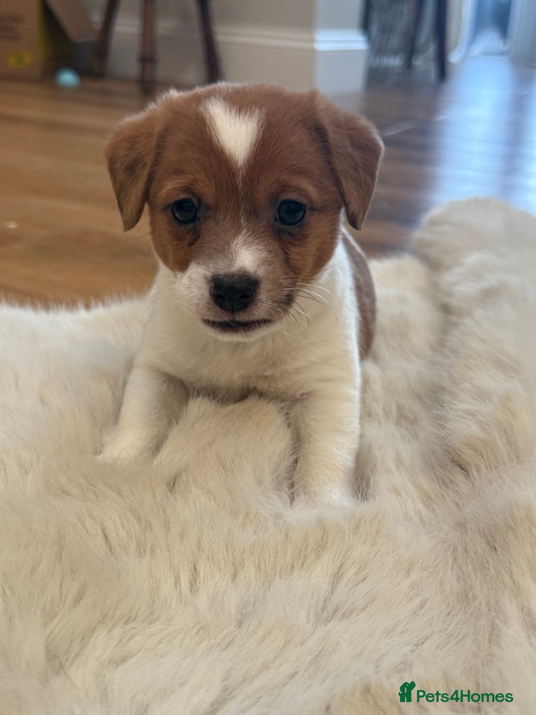 Jack Russell dogs for sale: Very rare merle Jack Russells. Family home raised  - Advert 13