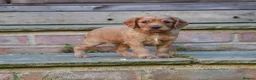 Cocker Spaniel dogs for sale: Gorgeous Working Cocker Spaniel Pups  - Advert 18