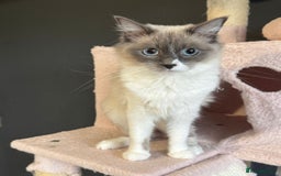 Ragdoll cats for sale: Gorgeous Ragdoll female  - Image 2