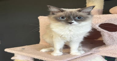 Ragdoll cats - Advert 9