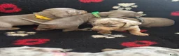 Miniature Dachshund dogs for sale: Minature dashund puppies 1BOY LEFT - Advert 3