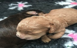 Cockapoo dogs for sale: 4 Beautiful female cockerpoos  - Image 33