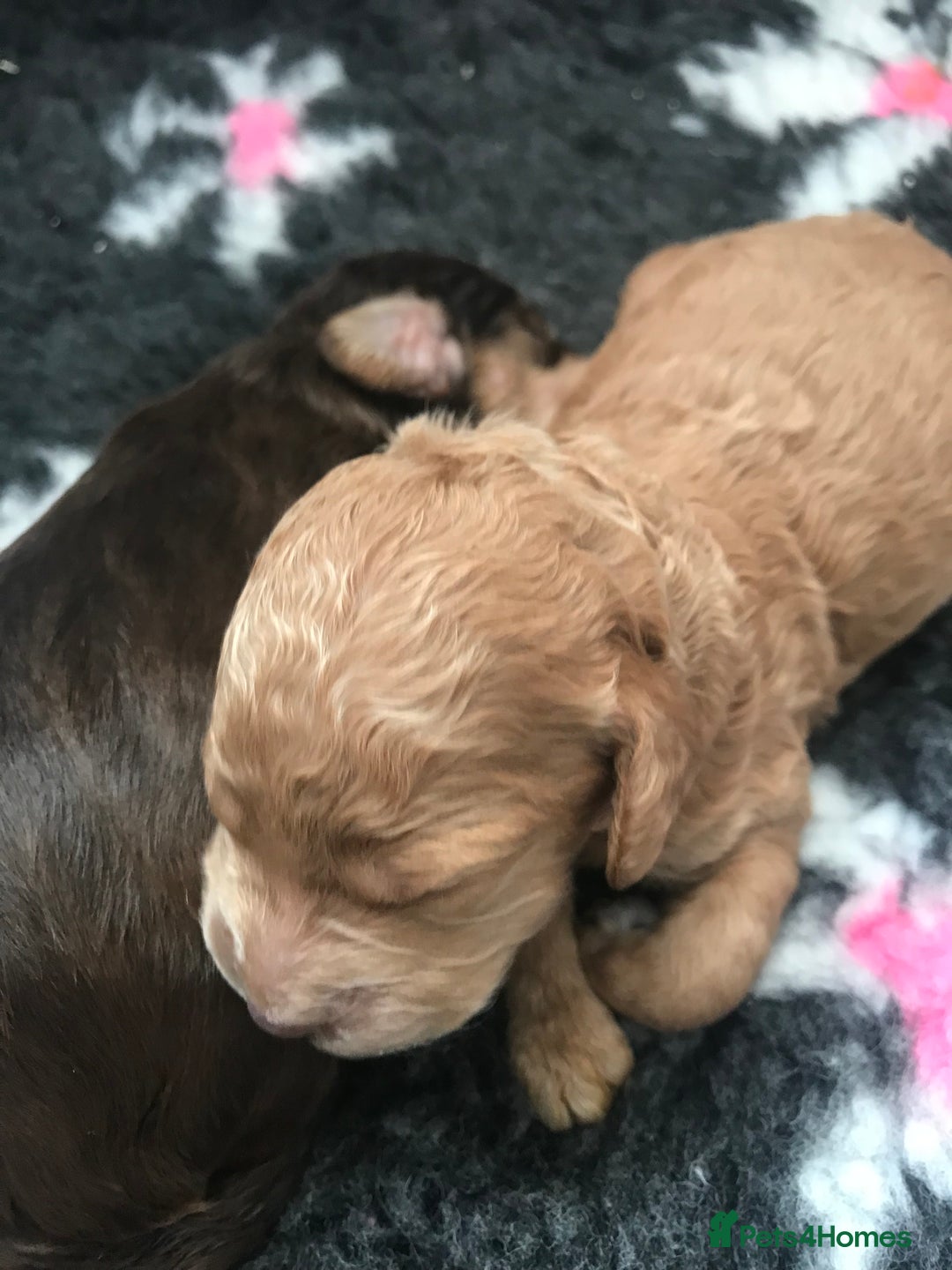Cockapoo dogs for sale: 4 Beautiful female cockerpoos  - Image 33