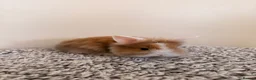 Mini Lion Lop rabbits for sale: Two girls left  - Advert 5