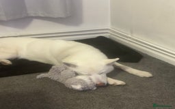 Siberian Husky dogs for sale: Skye (husky)  - Image 2