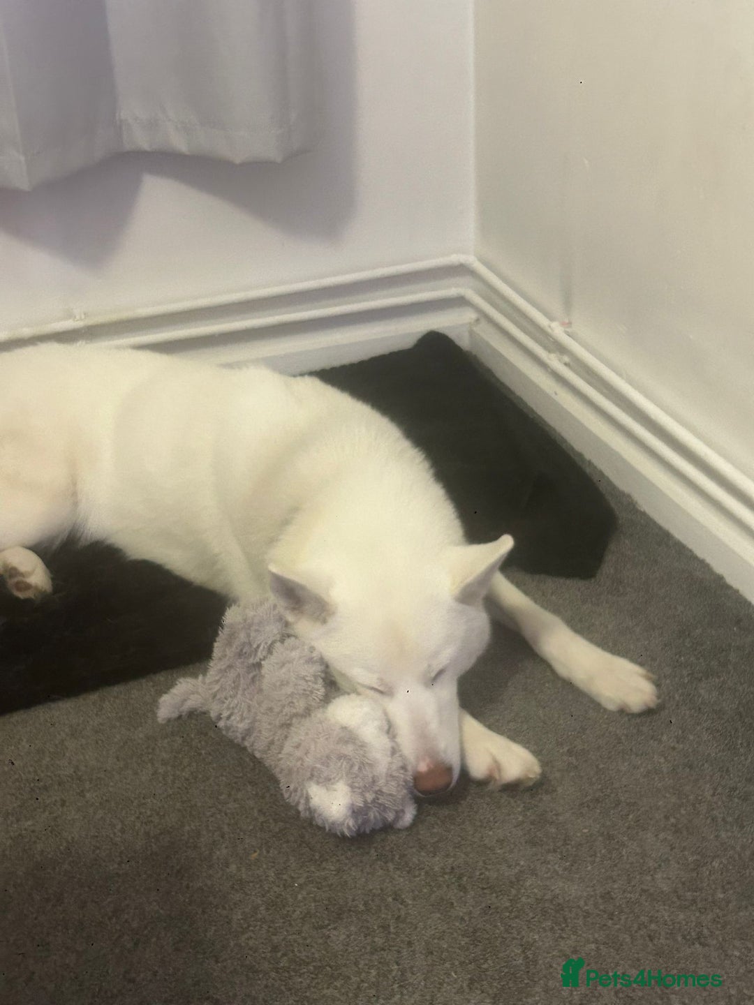 Siberian Husky dogs for sale: Skye (husky)  - Image 2