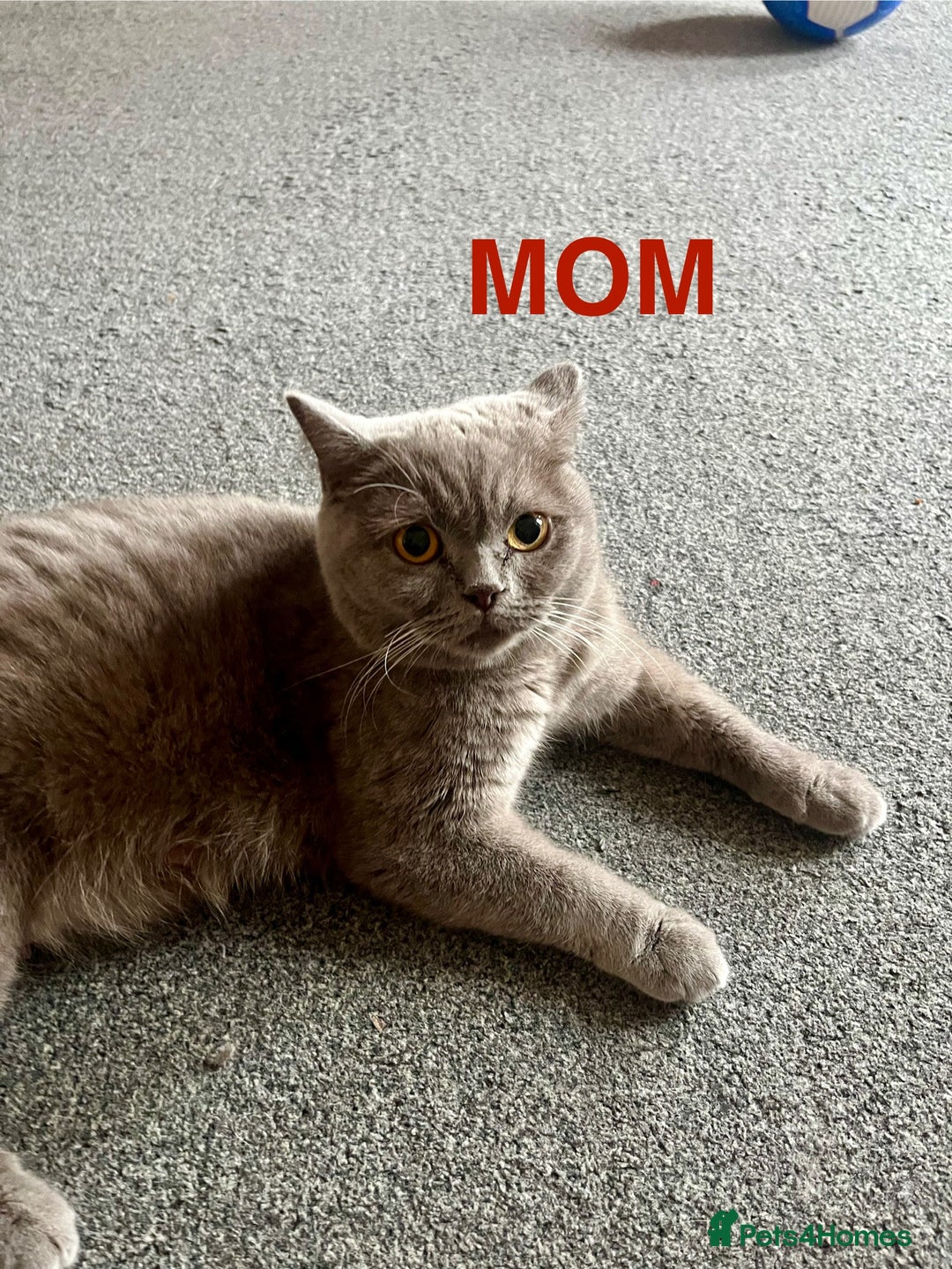 British Shorthair cats for sale: Little bundles of joy - Image 3