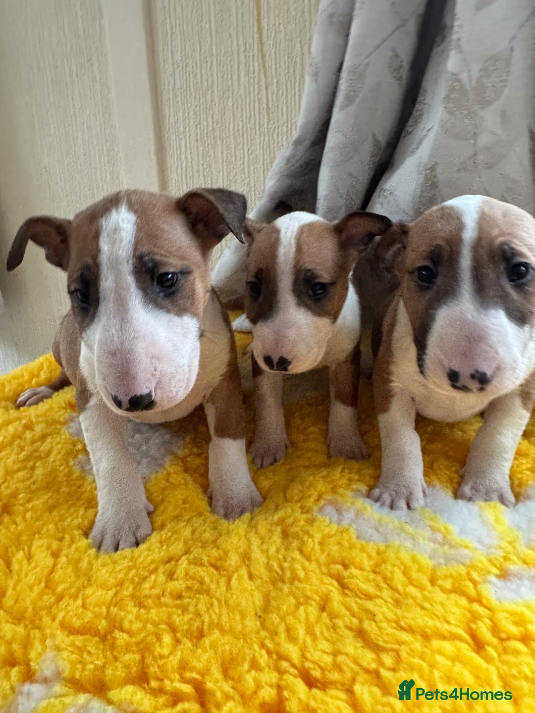 Bull Terrier dogs for sale: Stunning KC Registered 5* Bull Terrier Pups - Advert 5
